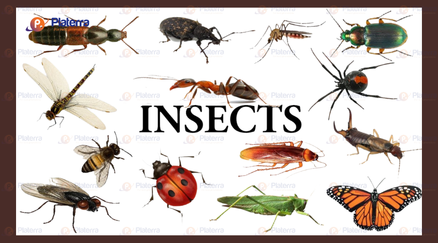 Từ vựng liên quan đến côn trùng